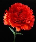 Dr. Abdullah Öztemiz