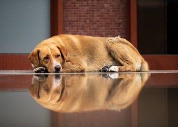 Yaşamı Savunan Biz Hekimler, Hayvan Katliamlarına İzin Vermeyeceğiz
