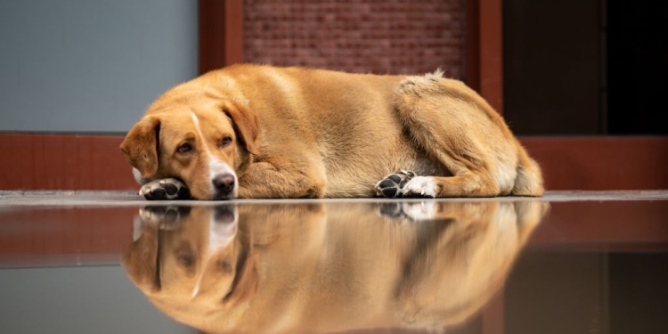 Yaşamı Savunan Biz Hekimler, Hayvan Katliamlarına İzin Vermeyeceğiz